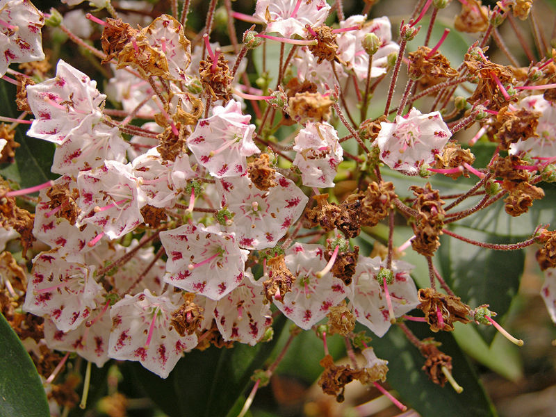 Mountain Laurel